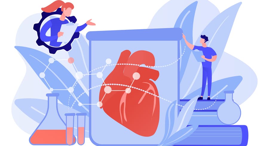 Анатомия и физиология системы сердца и сосудов: первая помощь при заболеваниях - фотография