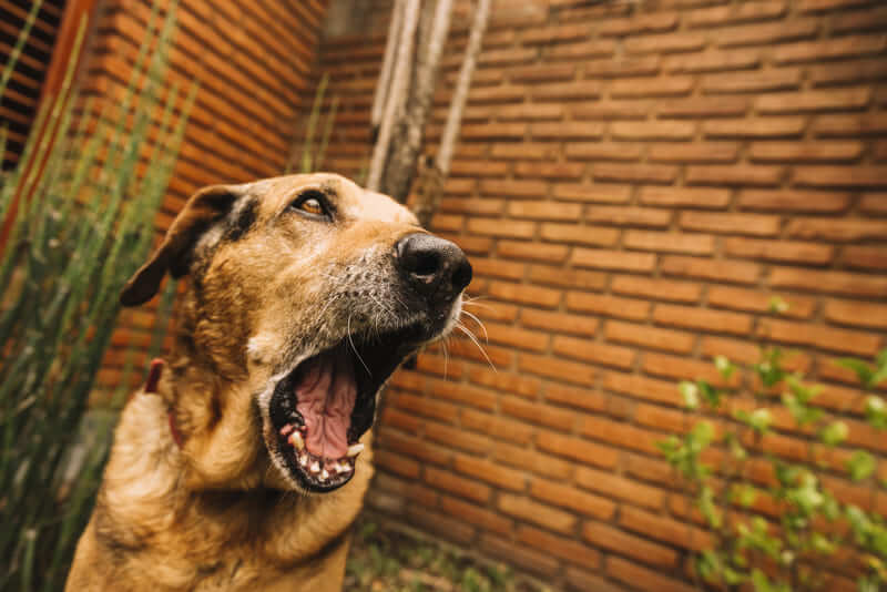 Прививки от бешенства домашним собакам необходимо делать минимум один раз в год